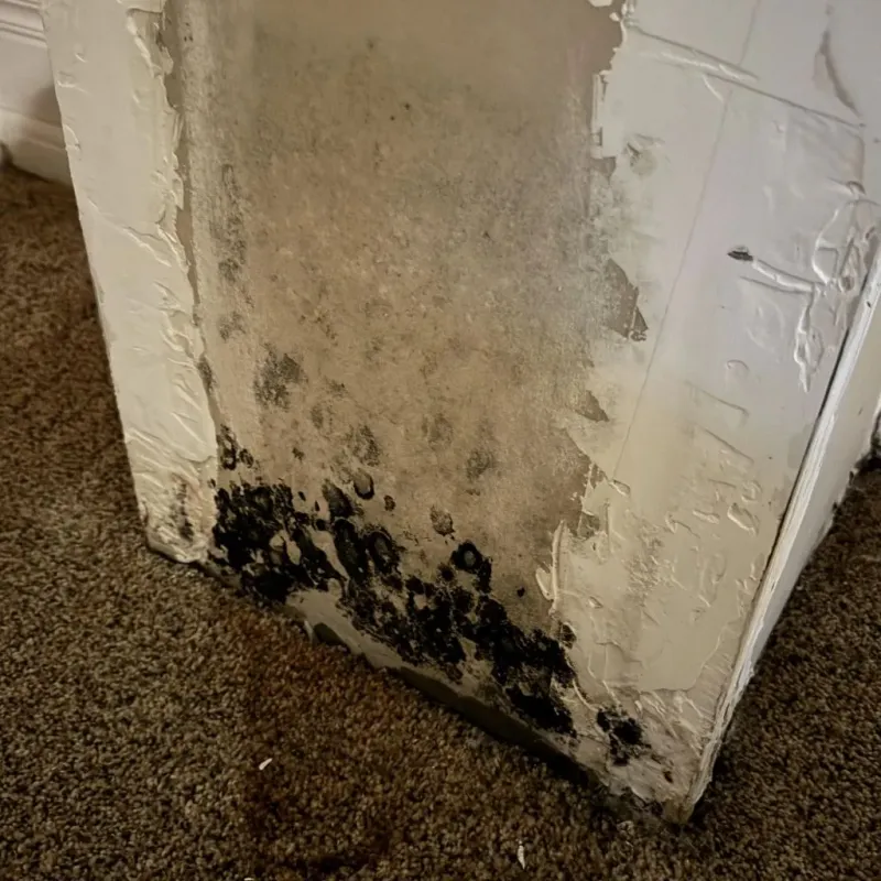 Professional Mold Removal in Corcoran, MN